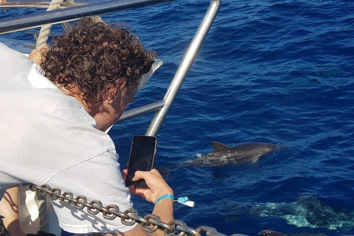Half-Day Cruise Tour-Dolphin and Whale Watching
