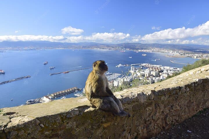 Private 8-Hours Tour of Gibraltar from Cadiz hotel or cruise port