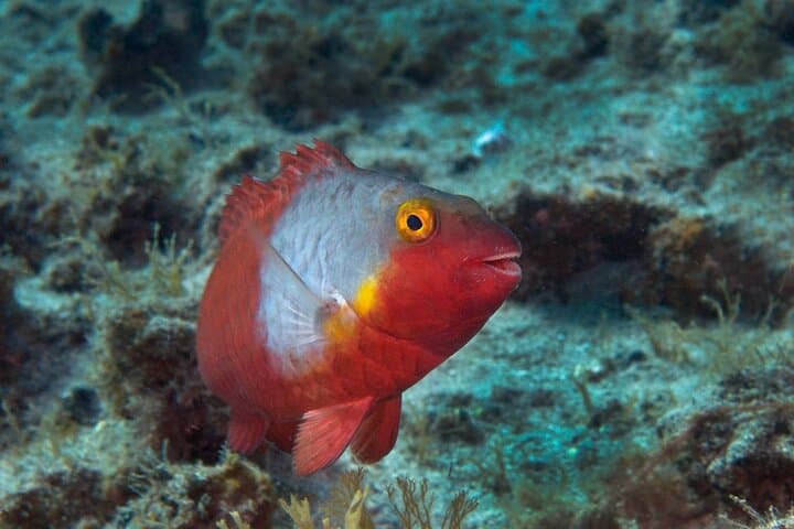 Guided Snorkel Experience