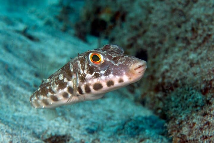Guided Snorkel Experience