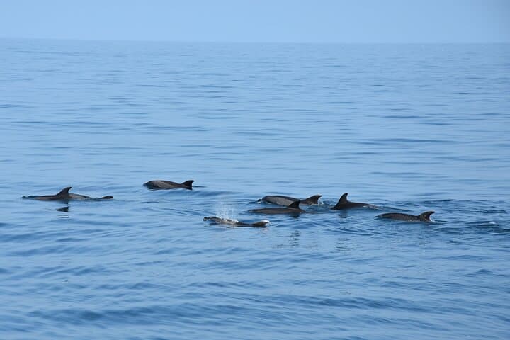 Dolphin Sightseeing Boat Tour from Benalmadena