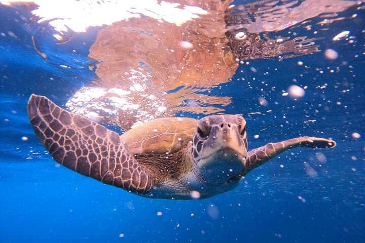 Tenerife Snorkeling Tour in turtle habitat