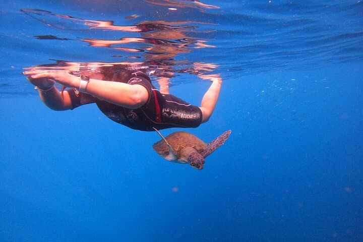 Tenerife Snorkeling Tour in turtle habitat