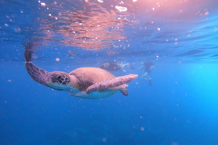 Tenerife Snorkeling Tour in turtle habitat