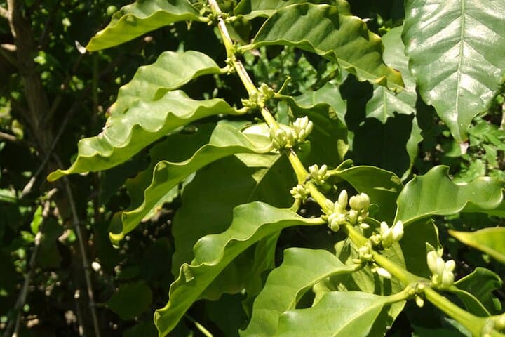 Coffee grown in Europe