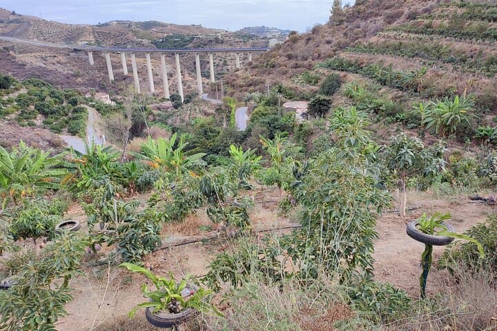 Subtropical farm in La Herradura