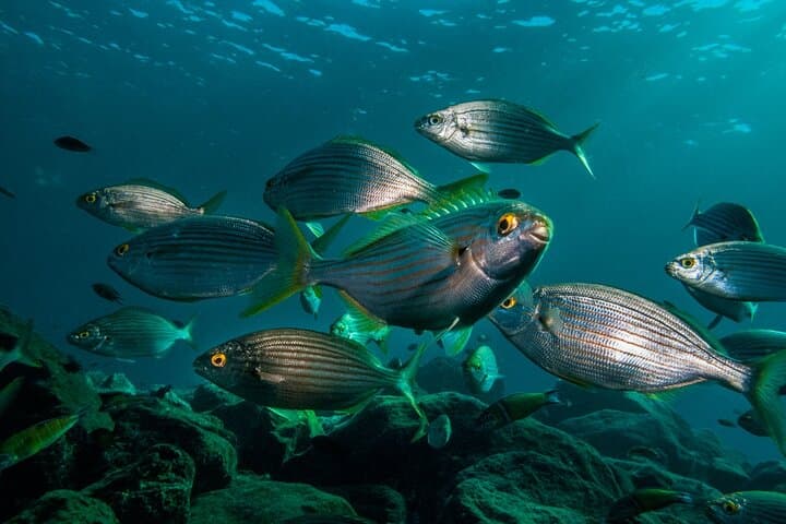 Guided Snorkel Experience