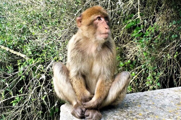 Barbary Macaques