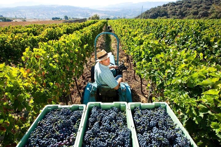 Ecological Tour of the Winery in Ronda with Tasting