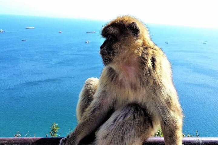 Barbary macaques