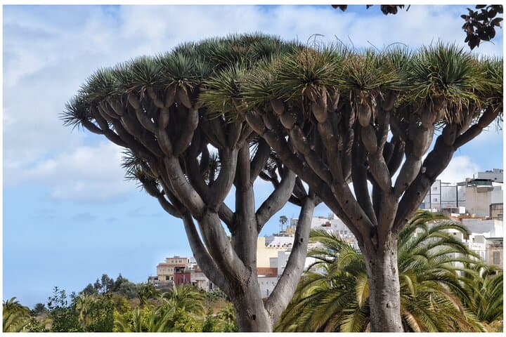 Coffee & Wine: North Route of Gran Canaria Tour