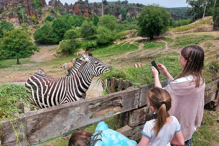 Zebras