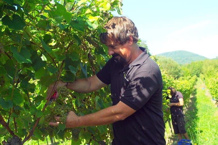 Private Gastronomy tour with tastings from Santander