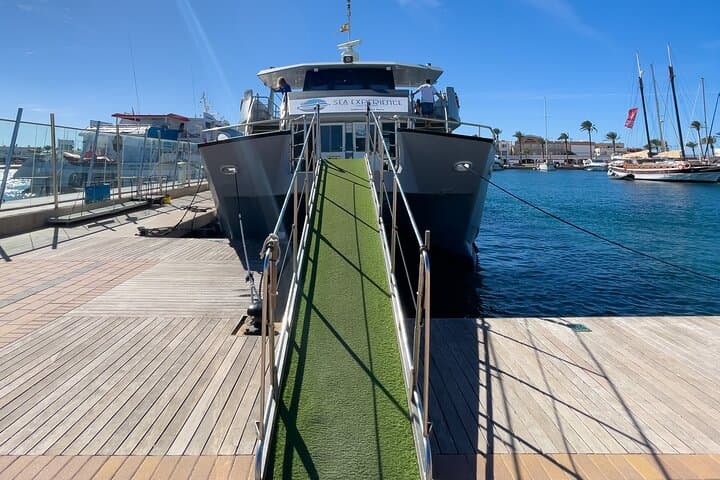 Ulysses Cat II