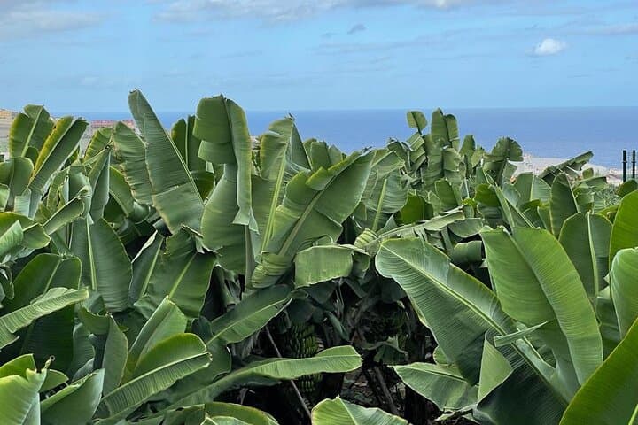 Guided tour of the Banana World