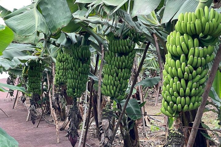 Guided tour of the Banana World