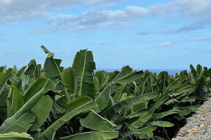 Guided tour of the Banana World