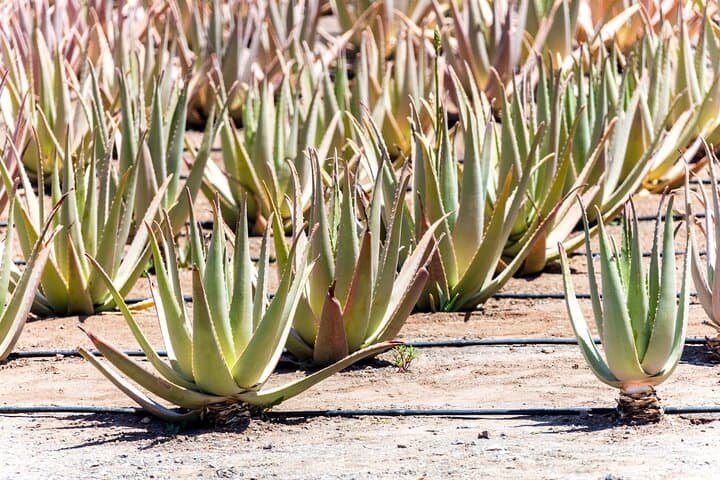 Fuerteventura Villages Caves and Farm Tour with Lunch from South