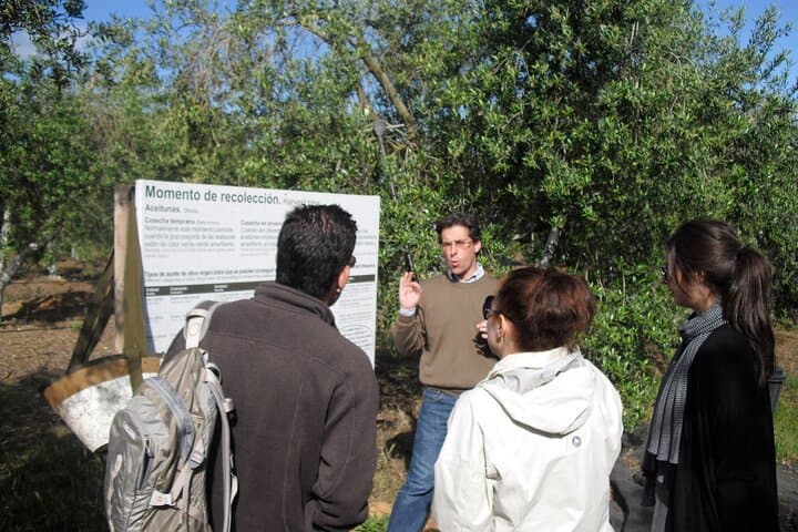 Private Olive Oil Tour from Sevilla