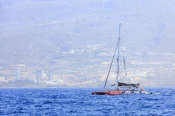 Exclusive Freebird Catamaran Whale and Dolphin Cruise to Caleta