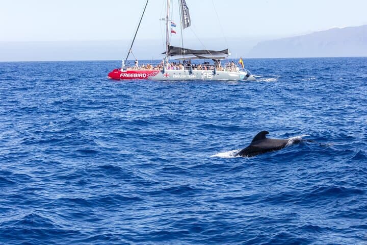 Adults Only Tenerife Freebird Whale Dolphin Catamaran with Lunch