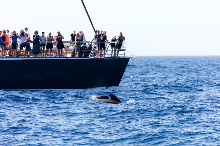Exclusive Freebird Catamaran Whale & Dolphin to Masca From South