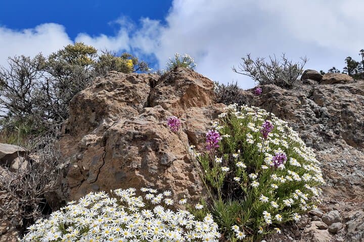 Full day Hiking Gran Canaria Peaks of Gran Canaria