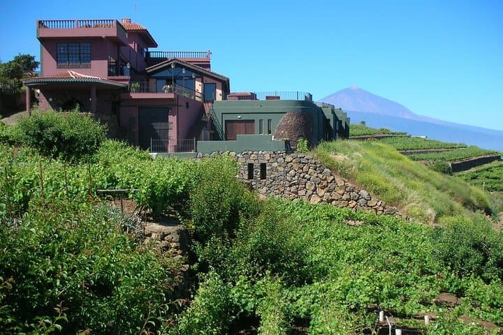 Flavors of Tenerife: Mojo Workshop, Wine Tasting and Winery Tour