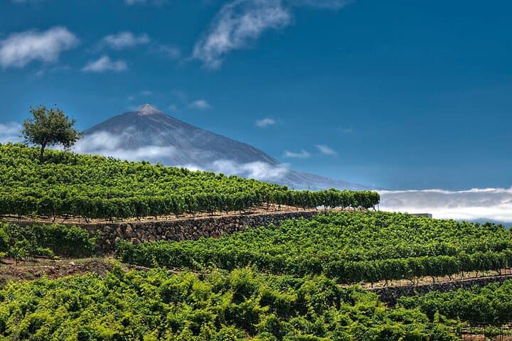 Flavors of Tenerife: Mojo Workshop, Wine Tasting and Winery Tour