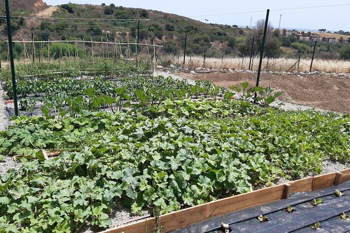 Our completely natural production garden!