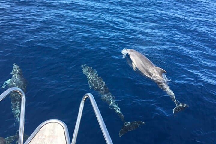 watch dolfin