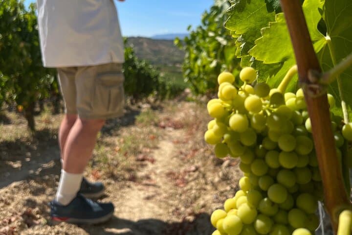 Full Day Tasting The Unknown Rioja Wine Region