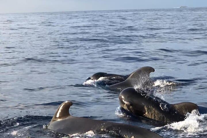 Tropical pilot whales