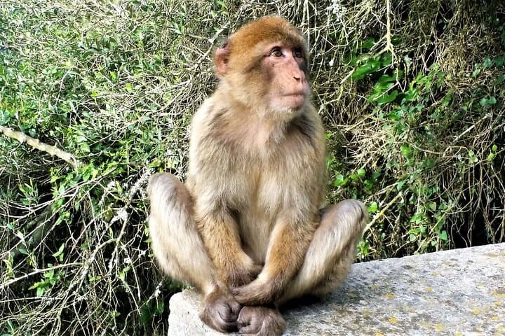 Barbary macaque