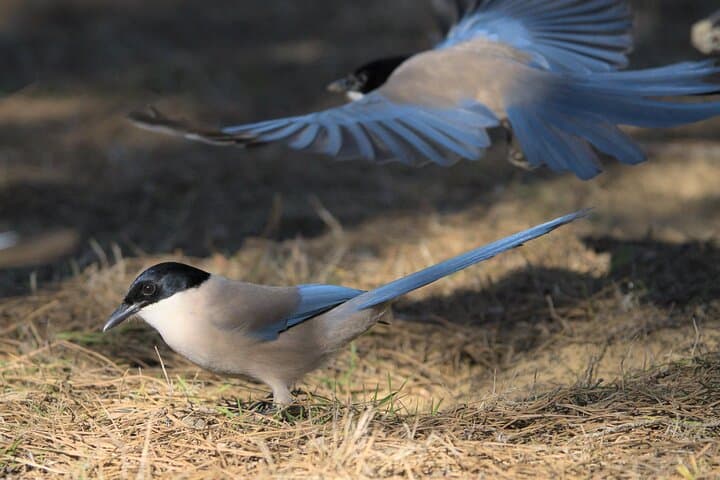 Iberian Magpie