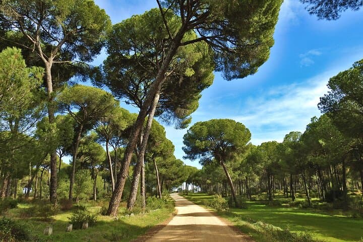 Pine Forest