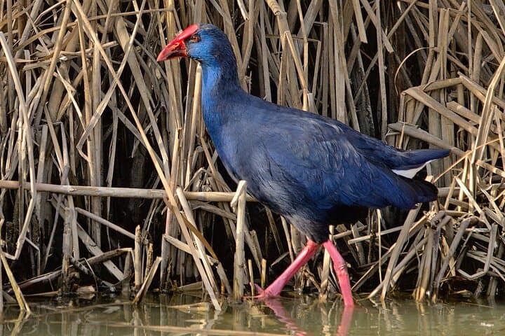 Purple Swamphen