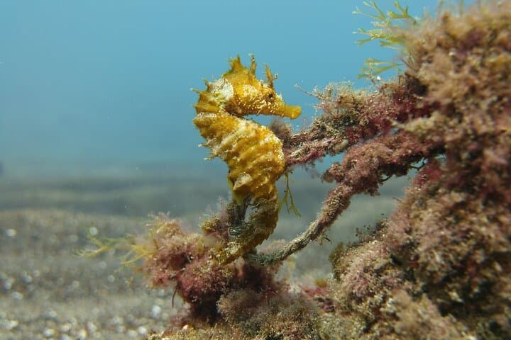 Seahorse