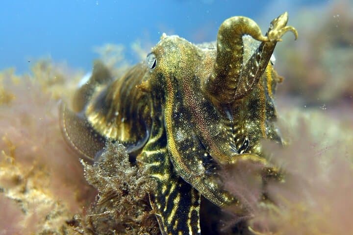 Scuba Diving Experience for Beginners in Gran Canaria,Free Pickup
