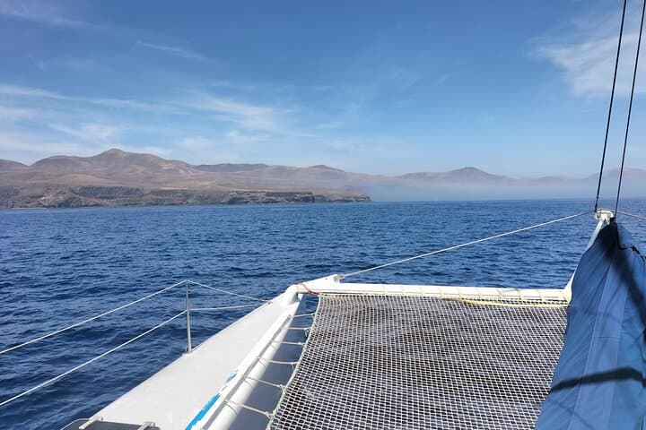 Whale & Dolphin Observation on Silent Catamaran with Hydrophone