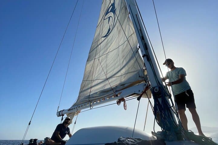 Whale & Dolphin Observation on Silent Catamaran with Hydrophone