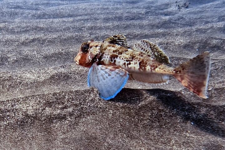 Scuba Diving try dive in Fuerteventura
