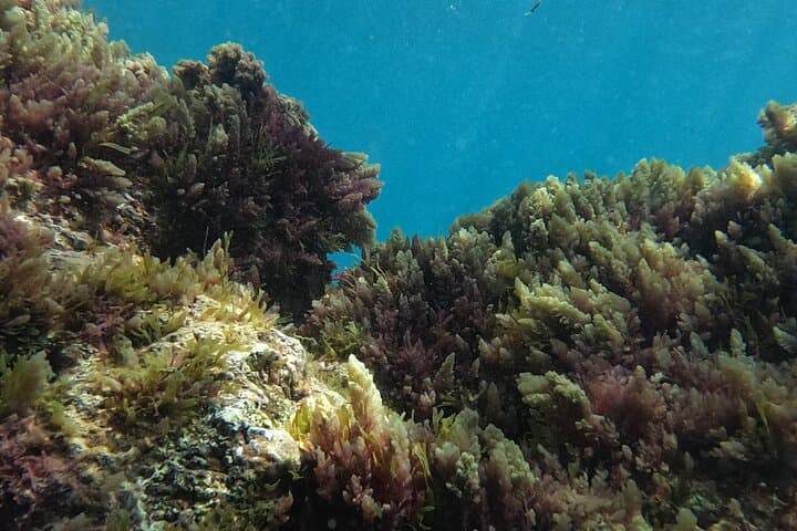 Scuba Diving try dive in Fuerteventura