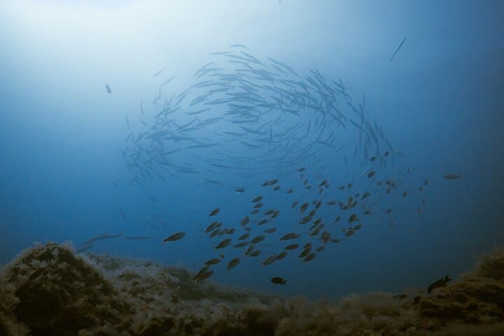 Scuba Diving try dive in Fuerteventura