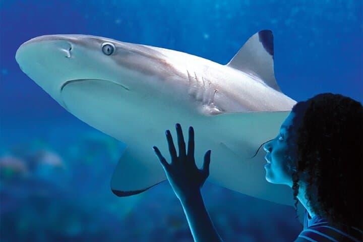 Sealife Benalmadena Entrance Ticket