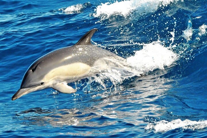 Magic Select- Delfin tour - walsuche, delfinsuche fuerteventura - morro jable bootstour