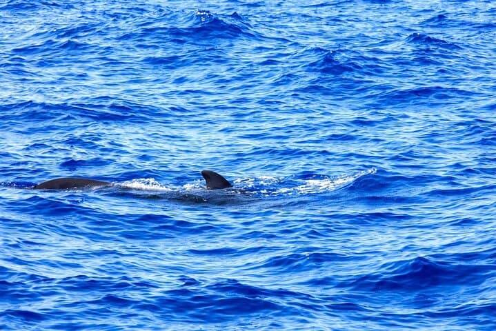 Exclusive Freebird Catamaran Whale & Dolphin to Masca From North