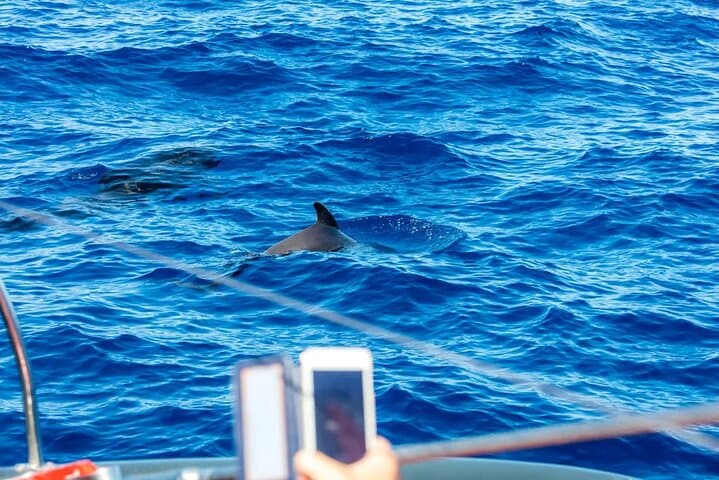 Exclusive Freebird Catamaran Whale & Dolphin to Masca From North