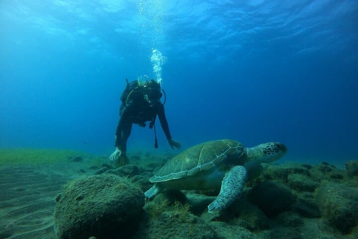 Turtles around Los Cristianos