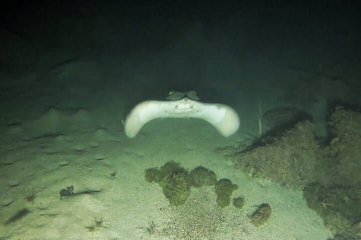 Night Snorkeling in Flamingo Beach Las Palmas